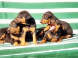 King Size Efsane Doberman Yavrular