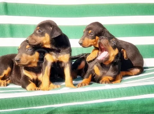 King Size Efsane Doberman Yavrular görsel