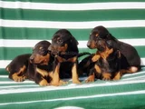 King Size Efsane Doberman Yavrular