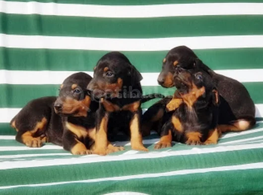 King Size Efsane Doberman Yavrular görsel