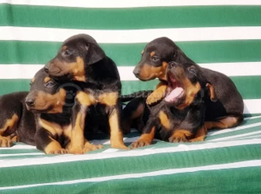 King Size Efsane Doberman Yavrular görsel