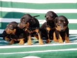 king size efsane doberman yavrular