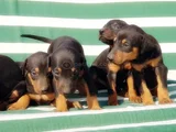 King Size Efsane Doberman Yavrular