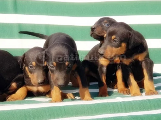 King Size Efsane Doberman Yavrular görsel