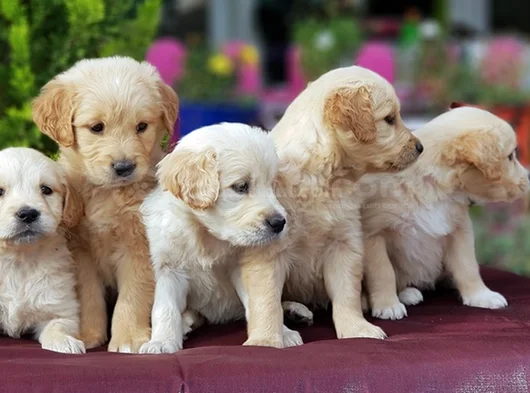 Bebek Yüzlü Golden Yavrular görsel