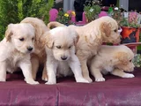 Bebek Yüzlü Golden Yavrular