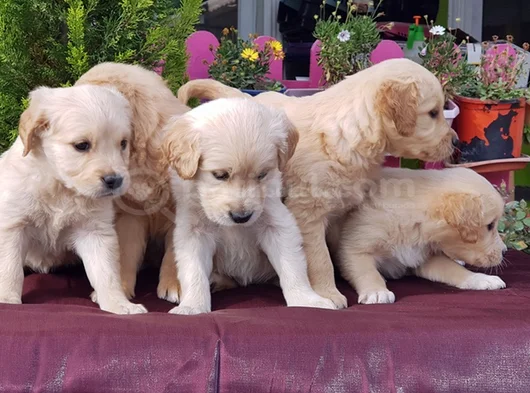 Bebek Yüzlü Golden Yavrular görsel