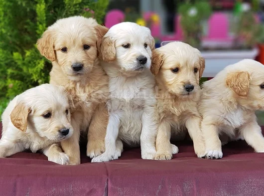 Bebek Yüzlü Golden Yavrular görsel
