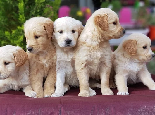 Bebek Yüzlü Golden Yavrular görsel