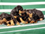 King Size Efsane Doberman Yavrular