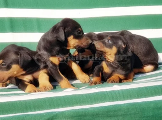 King Size Efsane Doberman Yavrular görsel