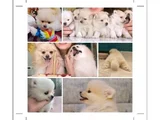 Pomeranian Yavrularımız - Masraf Karşılığı Sahiplendirme