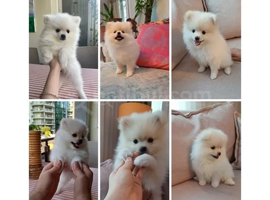 Pomeranian Yavrularımız - Masraf Karşılığı Sahiplendirme