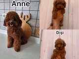Orjinal Irk Minyatür Toy Poodle