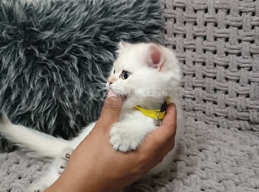 Pafuli Kedi görsel