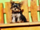 tea cup wc eğitimli yorkshire terrier yavrular