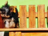 Tea Cup Wc Eğitimli Yorkshire Terrier Yavrular