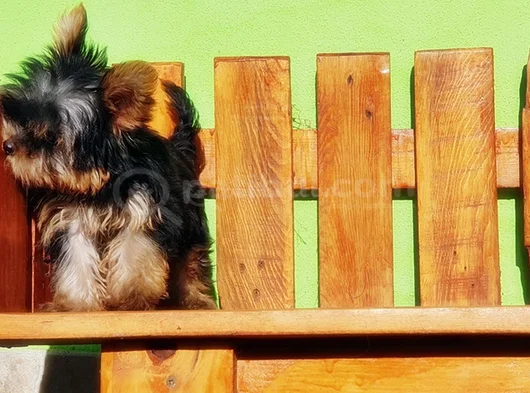 Tea Cup Wc Eğitimli Yorkshire Terrier Yavrular görsel