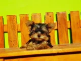 Tea Cup Wc Eğitimli Yorkshire Terrier Yavrular