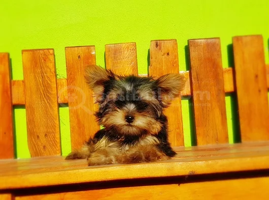 Tea Cup Wc Eğitimli Yorkshire Terrier Yavrular görsel