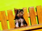 Tea Cup Wc Eğitimli Yorkshire Terrier Yavrular
