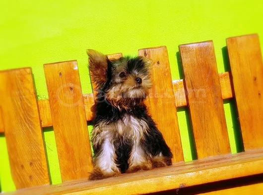 Tea Cup Wc Eğitimli Yorkshire Terrier Yavrular görsel