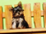Tea Cup Wc Eğitimli Yorkshire Terrier Yavrular