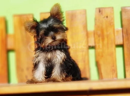 Tea Cup Wc Eğitimli Yorkshire Terrier Yavrular görsel