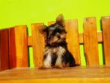Tea Cup Wc Eğitimli Yorkshire Terrier Yavrular