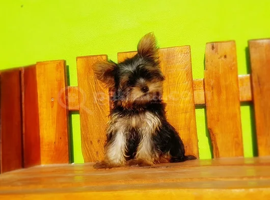 Tea Cup Wc Eğitimli Yorkshire Terrier Yavrular görsel