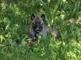 Sert Malinoisler