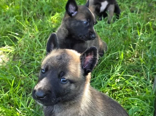 Sert Malinoisler görsel