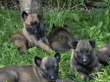 Sert Malinoisler