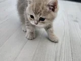Çok Tatlı British Shorthair 15 - 2 Aylık Yavru Kediler