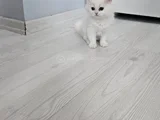Çok Tatlı British Shorthair 15 - 2 Aylık Yavru Kediler