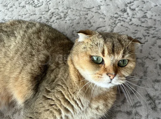 Sandy Scottish Fold Ücretsiz görsel