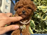 Toy Poodle Bebekleri̇ Gelmi̇şti̇r