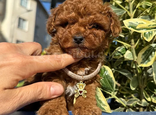 Toy Poodle Bebekleri̇ Gelmi̇şti̇r görsel