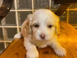 ev doğumu maltipoo