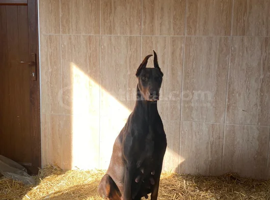 King Kızıl Doberman Istanbul Elden Teslim görsel