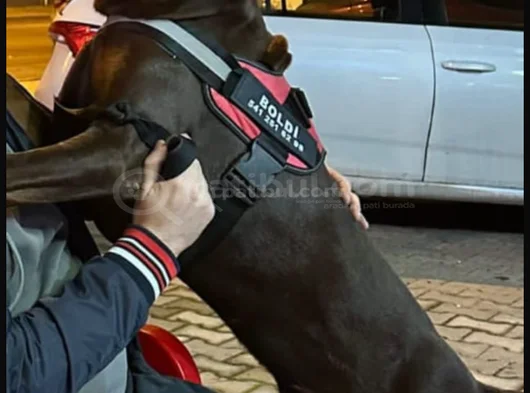 King Kızıl Doberman Istanbul Elden Teslim görsel