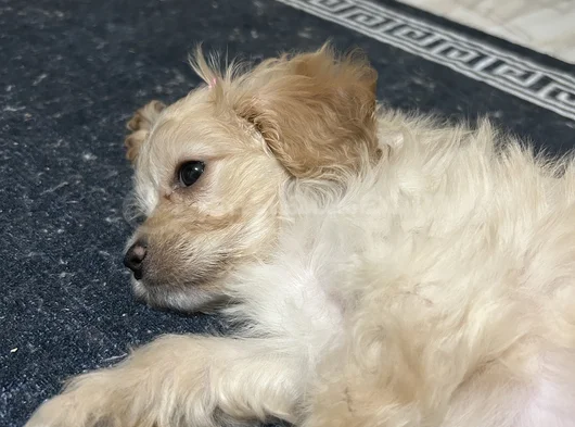 Maltipoo Yavru görsel