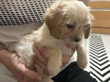 Maltipoo Yavru