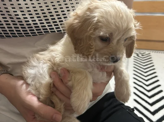 Maltipoo Yavru görsel