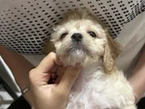 Maltipoo Yavru