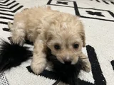Maltipoo Yavru