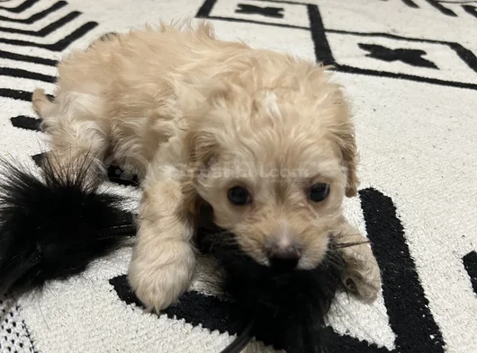 Maltipoo Yavru görsel