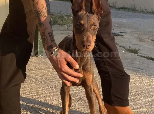 King Kızıl Doberman Istanbul Elden Teslim görsel