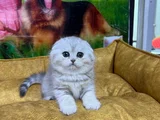 MUKEMMEL SCOTTİSH FOLD YAVRULARIMIZ VONAP PET GARANTİSİYLE