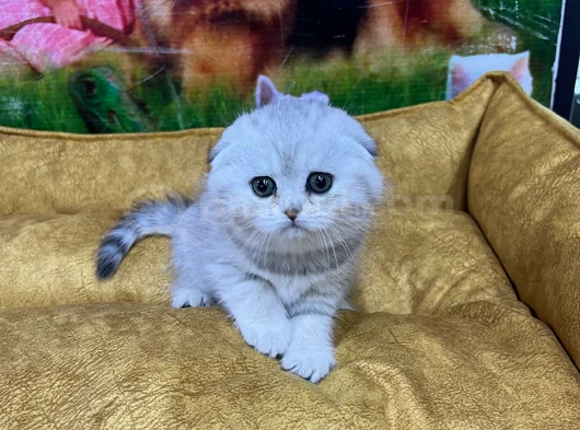 Mukemmel Scotti̇sh Fold Yavrularimiz Vonap Pet Garanti̇si̇yle görsel
